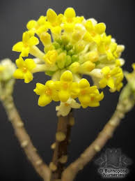 Click here to find out more. Edgeworthia Chrysantha From Burncoose Nurseries