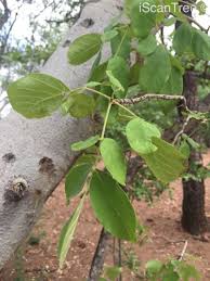 Image result for Markhamia zanzibarica