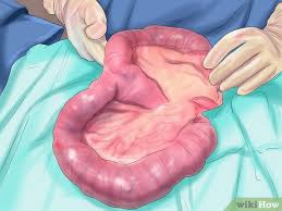 When the female is pregnant, the fetuses are arranged in a row in both horns. How To Detect Pregnancy In Your Female Dog With Pictures