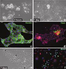 The epithelial lining of the intestine develops from the embryonic many immortal cell lines of the mammalian intestinal epithelium are available to obtain. Primary Cultures Of Dog Intestinal Jejunal Epithelial Cells Diec Download Scientific Diagram
