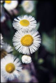 We did not find results for: Wildflowers Of Texas Texas Highways