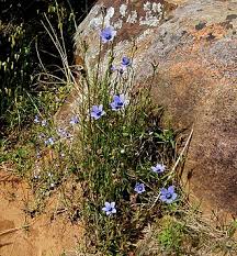 Image result for Wahlenbergia huttonii