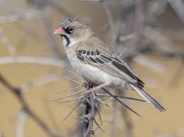 Image result for Scleria poiformis