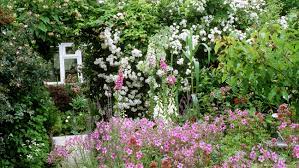 We did not find results for: Plants For A Traditional Cottage Garden