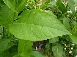 Image result for Nicotiana tabacum