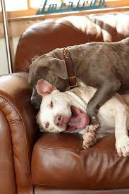 For The Love Of Crafts In 2020 Dog Love Cute Animals I Love Dogs