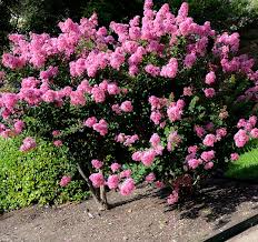 Early bird is a dwarf variety of crape myrtle and is a great option for an area where low growing lagerstroemia indica 'early bird white'. Hopi Pink Matures 5 10 Crape Myrtle Guy