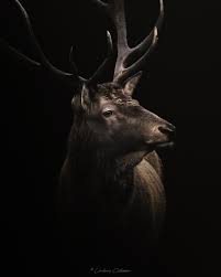 Hi my name is Lindsay! I am a wildlife photographer from the Netherlands  and this is what I shoot! Find more at my Instagram  instagram.com/lindsay.c.photography photographers of threads