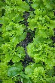It is not as rich in nutrition what is the best lettuce to eat for weight loss. 19 Different Types Of Lettuce Varieties For Your Garden Gardening Chores