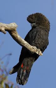 Cacatua Lustrosa Glossy Black Cockatoo Braunkopfkakadu Cacatoes De Latham Cockatoo Bird Species Animals
