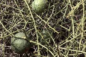 Image result for Acanthosicyos