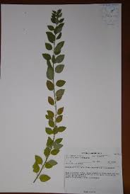 Image result for Clutia paxii