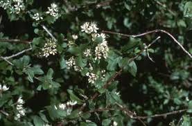 Image result for Combretum engleri