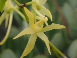 Image result for Angraecum calceolus