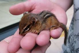 Animals With The Cutest Babies Chipmunks Baby Chipmunk Cute Baby Animals
