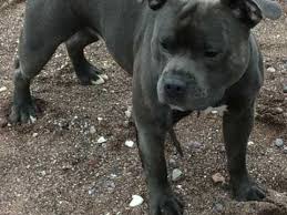 Efforts to produce an attractive pet resulted in the staffordshire bull terrier's recognition by the english kennel club in 1935 and in 1974 the akc confirmed similar status. Pedigree Blue Staffordshire Bull Terrier Puppies London South West London Pets4homes