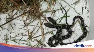 Anjing melolong di malam hari. Ular Ajaib Berkepala Dua Masuk Ke Rumah Dan Kagetkan Nenek Nenek