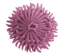 Image result for Arthropteris anniana