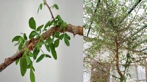Image result for Commiphora angolensis