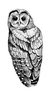 Northern Spotted Owl Bird Drawings Spotted Owl Owls Drawing