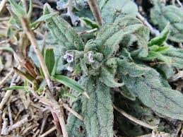 Image result for Cynoglossum lanceolatum