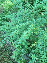 Image result for Ligustrum sinense