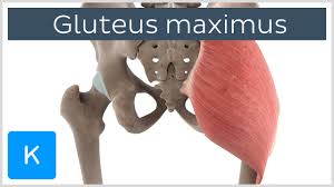 Gluteus Maximus Origin Insertion Innervation Function Kenhub