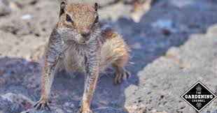 How to get rid of gophers in your yard. How To Rid Your Yard Of Those Pesky Gophers Gardening Channel