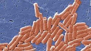 Enterica is the type species and is further divided into six subspecies that include over 2. Salmonella Fast Facts Cnn