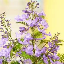 I'm curious to know if this dwarf variety actually stays small for a small patio area. Jacaranda Bonsai Blue Van Meuwen