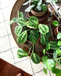 Black Girls With Gardens On Instagram Green Maranta Prayer Plant Indirect Light Water Weekly Enjoys Humidity My P Plants Room With Plants House Plants See more ideas about prayer plant, planting flowers, plants. plant indirect light water weekly