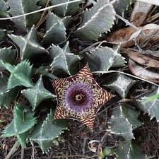 Image result for Huernia longituba
