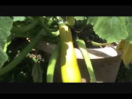Learn how to quickly and easily members of this family have separate male and female flowers and in order to yield fruits, cross in my garden, hand pollinating cucumbers, zucchini, and squash results in more fruits per plant and. Case Of The Zucchini Squash Hybrid Cross Pollinated Freak Youtube