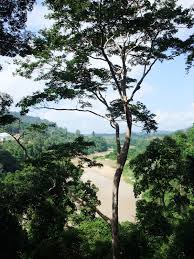Be the first to create a discussion for law of the jungle in himalayas. Taman Negara Wikipedia