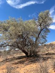 Image result for Eriocephalus luederitzianus