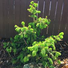 Weeping norway spruce is especially attractive drooping over a wall or on a slope. Red Cone Norway Spruce Summer 2020 Plant Of The Month Glacier View Landscape And Design Inc