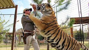 And if you want a little more tiger king information, you can also check out my tiger king quotes post and joe exotic quotes, filled with over 85 shocking. Hilarious Memes About Netflix S Tiger King