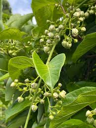 Image result for Mondia ecornuta