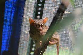 Sangihe tarsier in anderen sprachen: Tarsiers Genus Tarsius Inaturalist Ca
