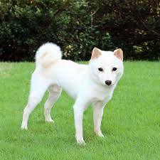 I put the mini shiba inu on top of the diaper cake because my friend who is pregnant has mini shiba ! Mame Shiba Inu It Is The Small Bodied Shiba Inu è±†æŸ´ãƒ–ãƒªãƒ¼ãƒ€ãƒ¼å¯Œå£«é‡Žè˜