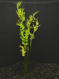 Image result for Ceratopteris thalictroides