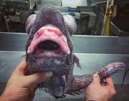 Why is there a globster in oriental mindoro? Philippines Globster Residents Fear Disaster As Bad Omen Blob Washes Up World News Express Co Uk