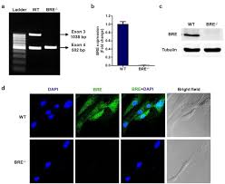 Baby name encyclopedia from the baby name wizard: Bre Plays An Essential Role In Preventing Replicative And Dna Damage Induced Premature Senescence Scientific Reports