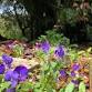 Edible Weeds event image