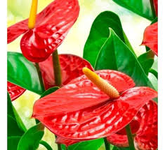 Anthurium Red Flamingo Flower Laceleaf Tailflower Plant Red Plants Anthurium Annual Plants