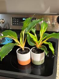 Image result for Chlorophytum filipendulum