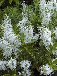 Image result for shrubby veronica hebe