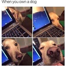 Yes My Schnauzer Won T Leave Me Alone Buti Love Him Anyways Funny Dog Pictures Dog Memes Funny Animal Pictures