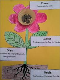 Plant Investigation Unit All About Plants Life Cycle And Needs Preschool Science Kindergarten Science Plant Science