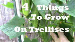 Once you think your zucchini plant is growing up the trellis appropriately, you can untie the strips of fabric that you used in the beginning. Trellis Gardening 4 Things You Can Grow On A Trellis Cucumbers Beans Melons And Squash Youtube